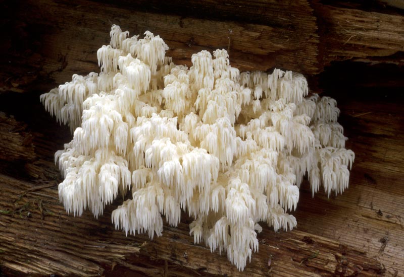Hericium abietis